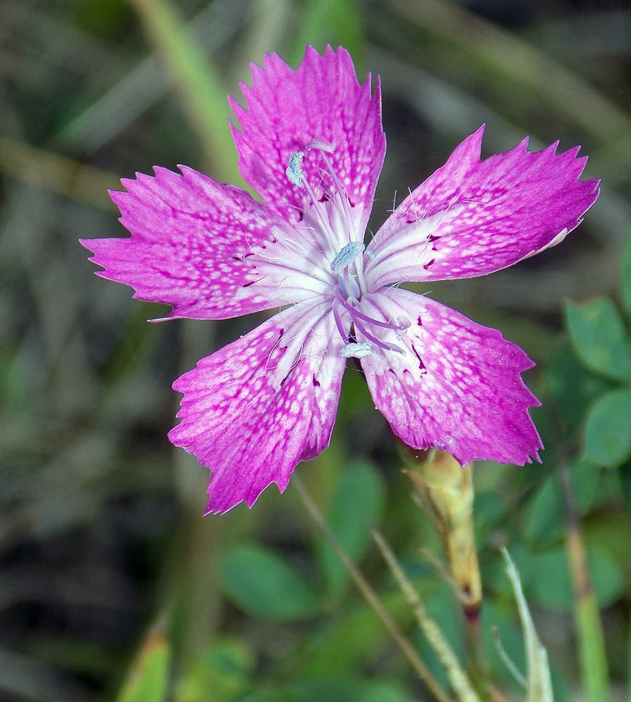 Image of Dianthus caucaseus specimen.