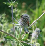 Eryngium planum. Соцветие с кормящимися жуками и осой. Тверская обл., Весьегонск, в культуре. 25 июля 2022 г.