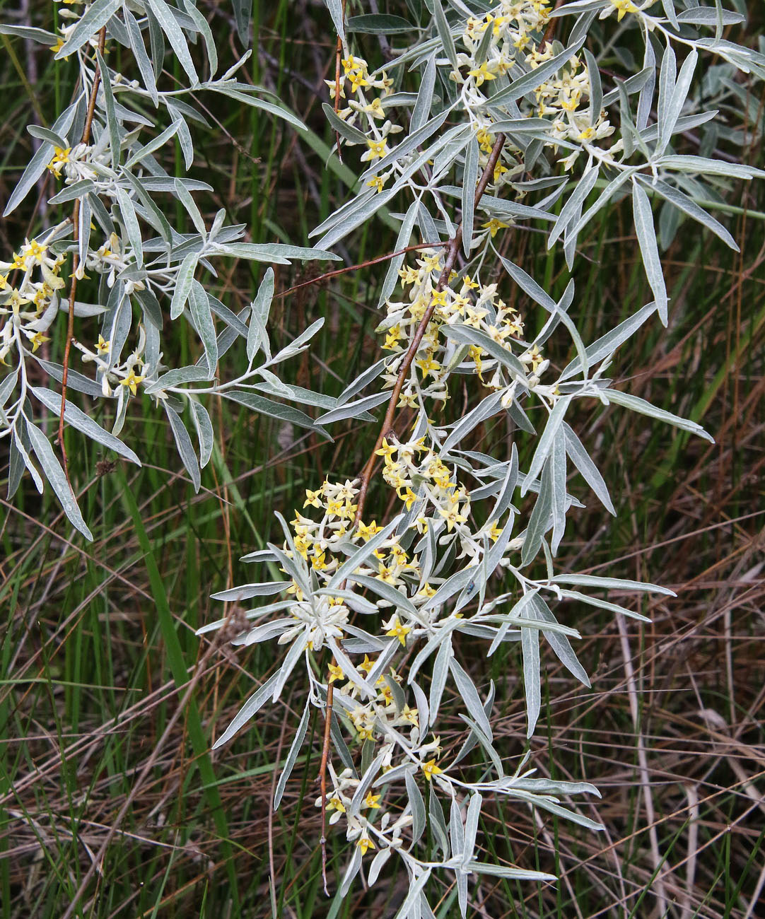 Image of Elaeagnus angustifolia specimen.