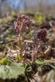 Petasites hybridus