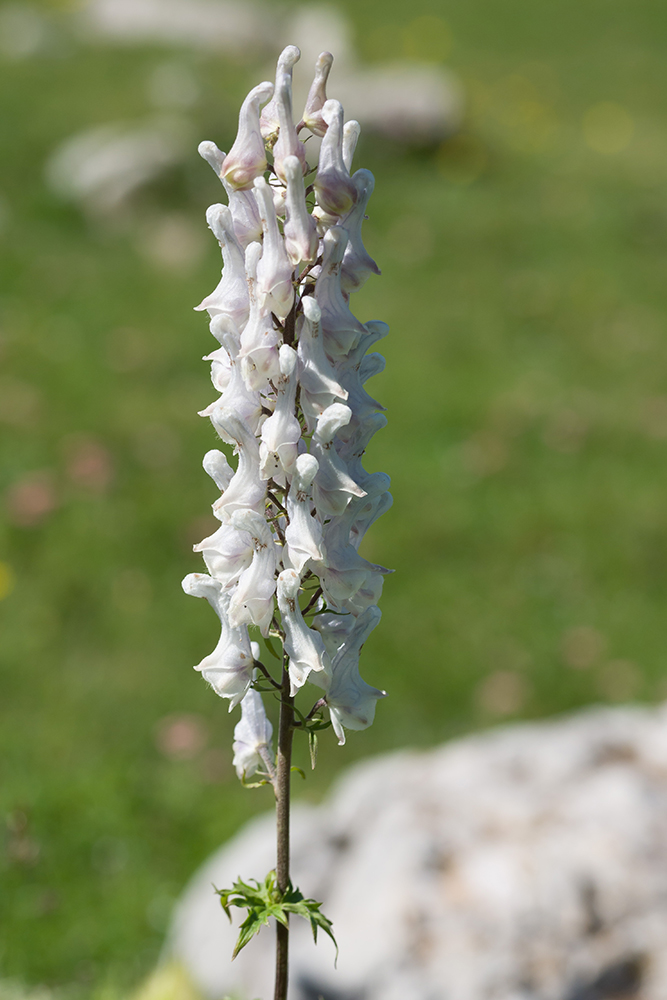 Image of Aconitum orientale specimen.