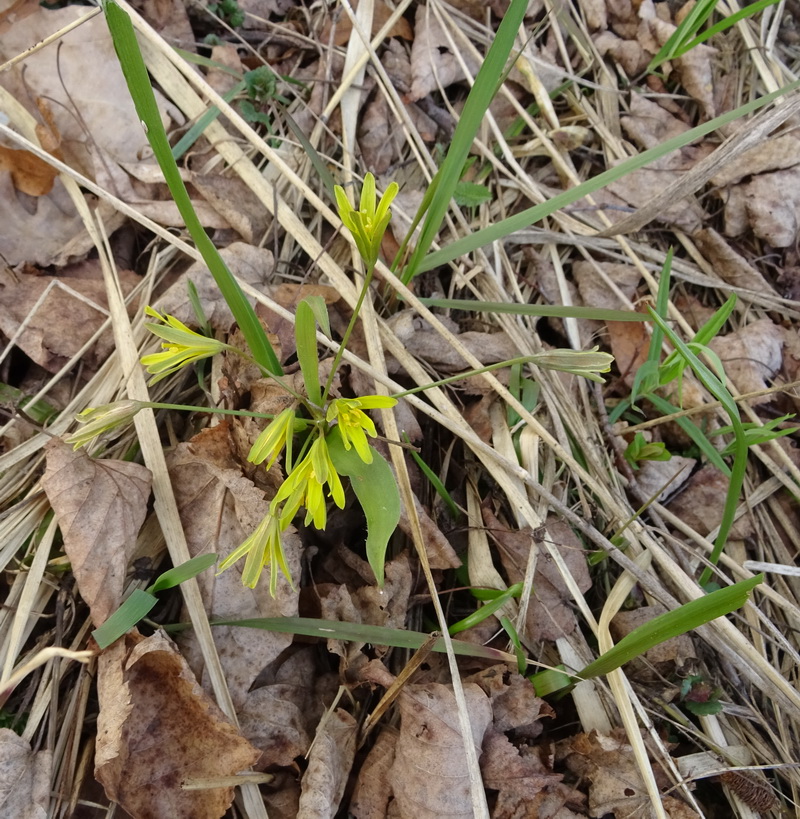 Изображение особи Gagea lutea.