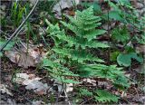 Dryopteris carthusiana. Молодое растение. Московская обл., Раменский р-н, окр. ж.-д. платформы Хрипань, смешанный лес у ЛЭП (просека). 01.06.2023.