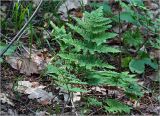 Dryopteris carthusiana