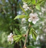 genus Prunus