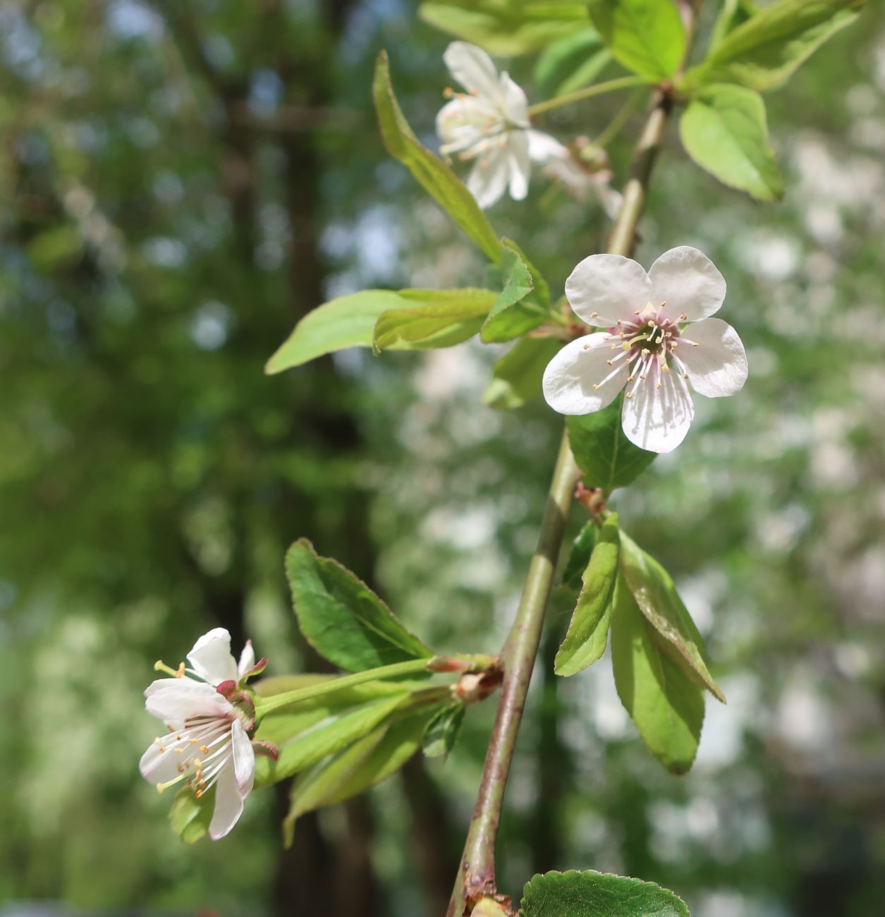 Изображение особи род Prunus.