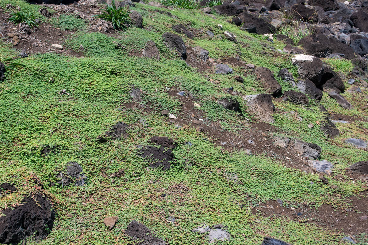 Image of Euphorbia serpens specimen.