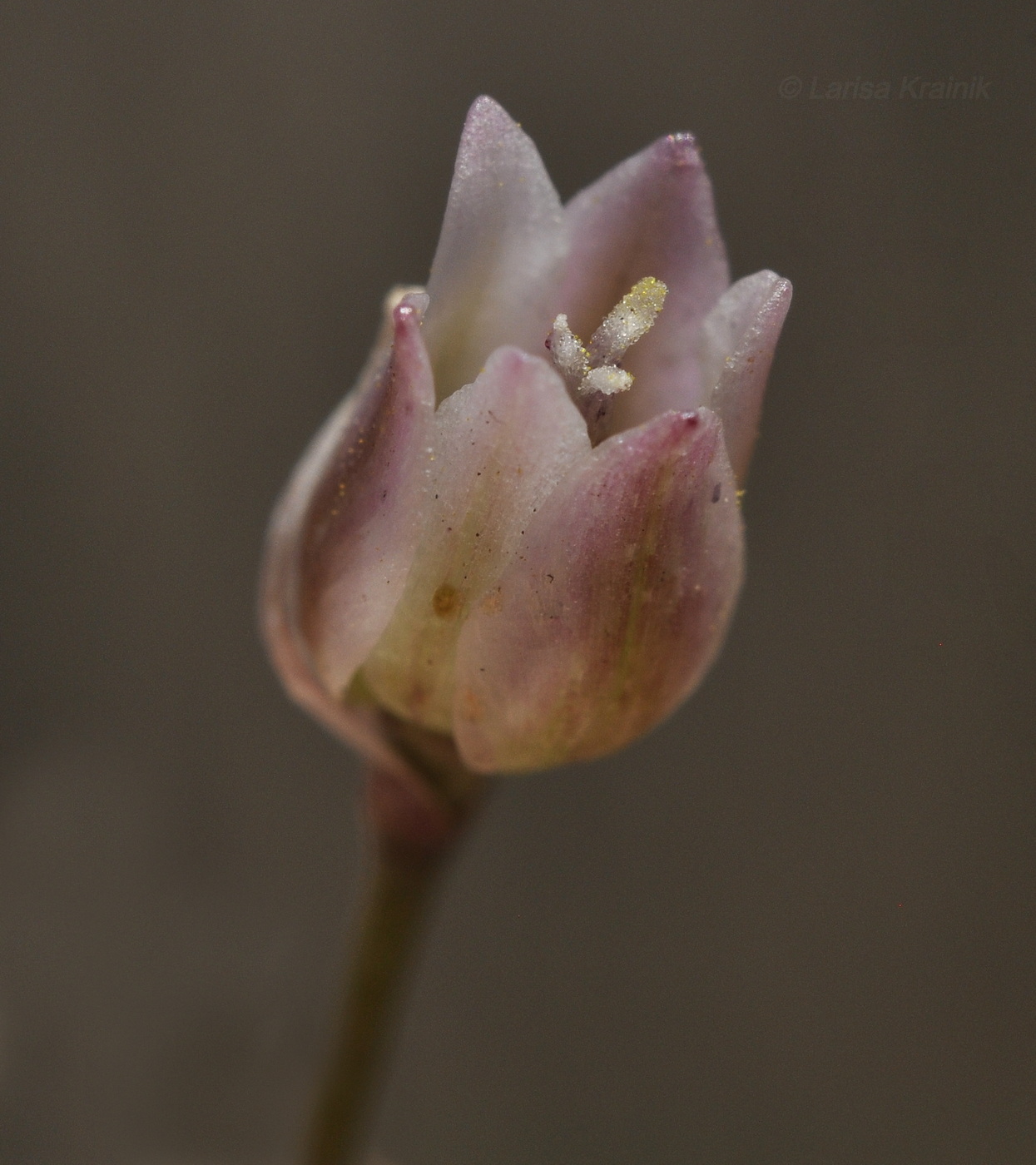 Image of Allium monanthum specimen.