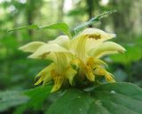 Galeobdolon luteum