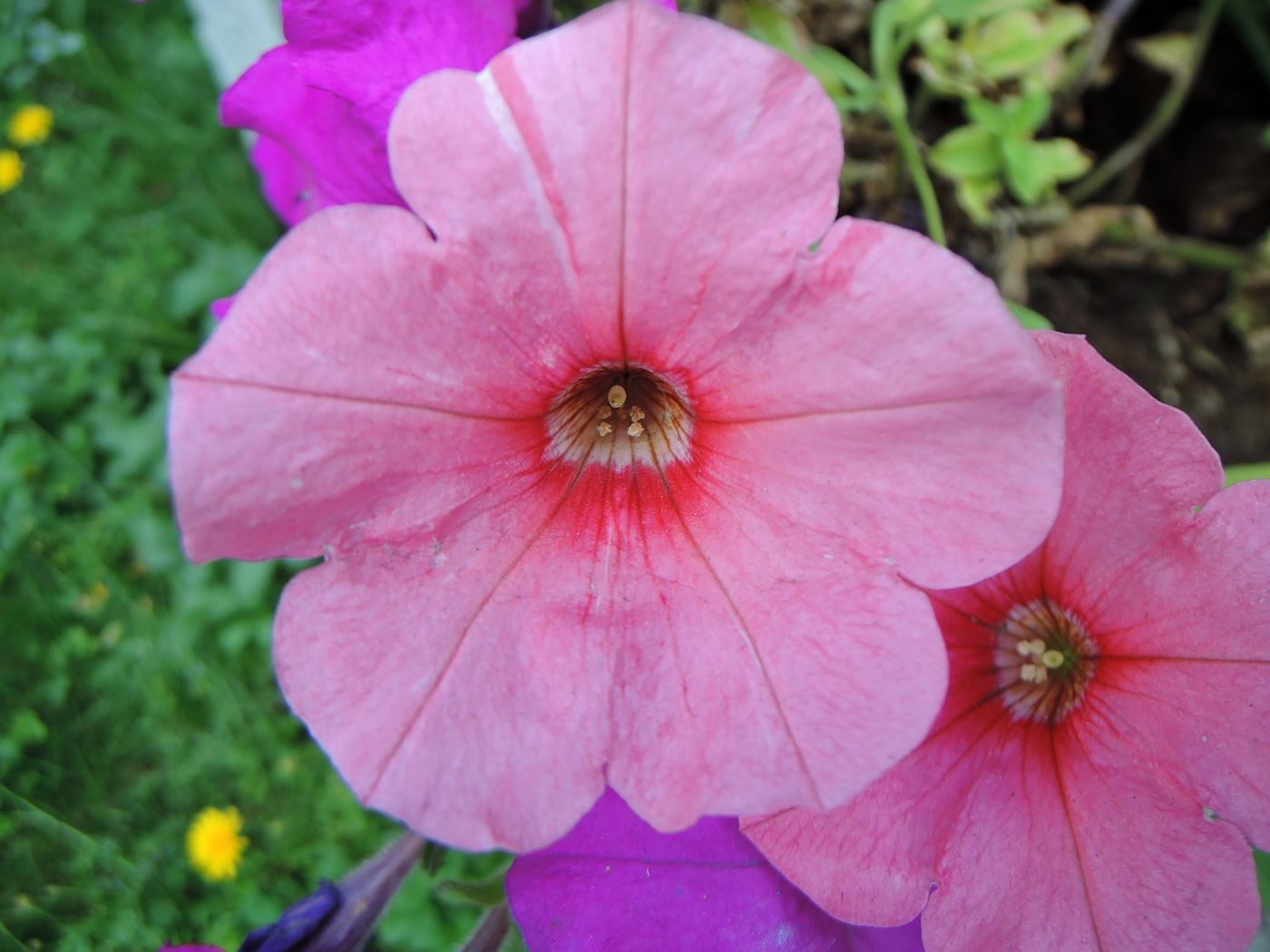 Изображение особи Petunia &times; hybrida.