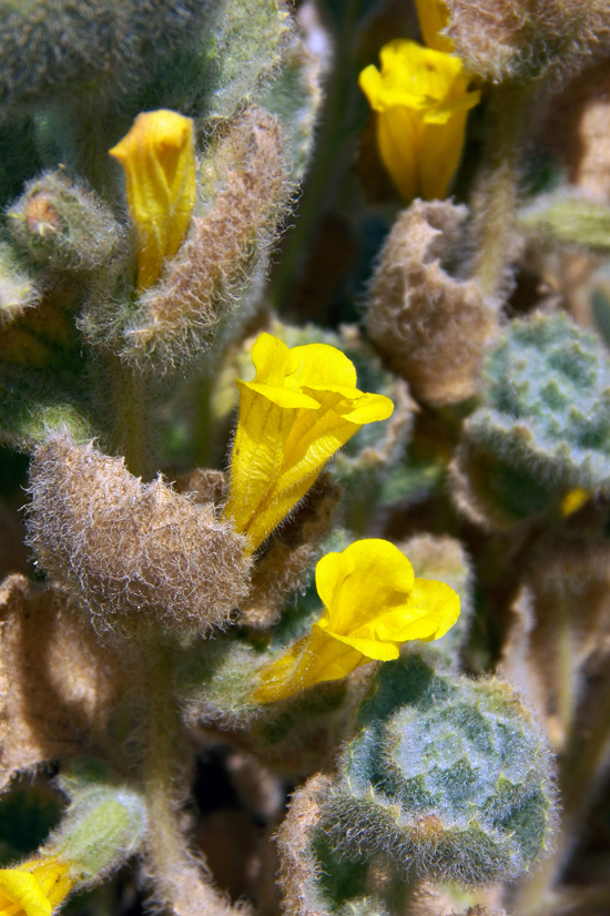 Image of Spirostegia bucharica specimen.