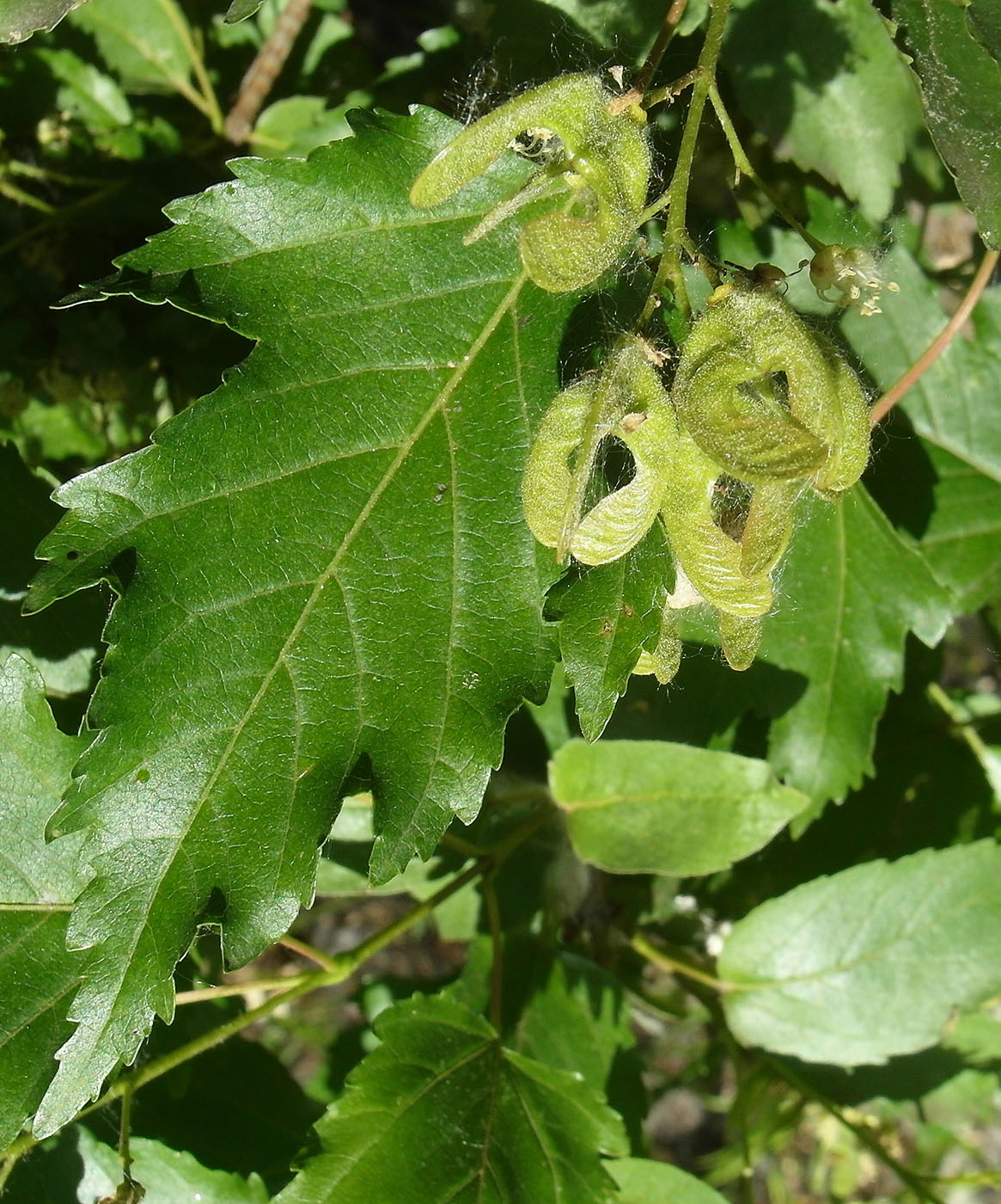 Image of Acer ginnala specimen.