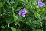 Lathyrus japonicus