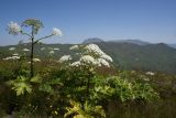 genus Heracleum