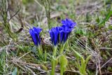 Gentiana grandiflora. Цветущие растения. Хакасия, Орджоникидзевский р-н, берег оз. Ивановское, ≈ 1000 м н.у.м., луговой склон. 08.06.2022.