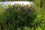 Astragalus danicus. Цветущее растение в сообществе с Lathyrus pratensis. Свердловская обл., Карпинский ГО, окр. Башенёвсого моста, долина р. Каква, заливной луг. 9 июня 2023 г.