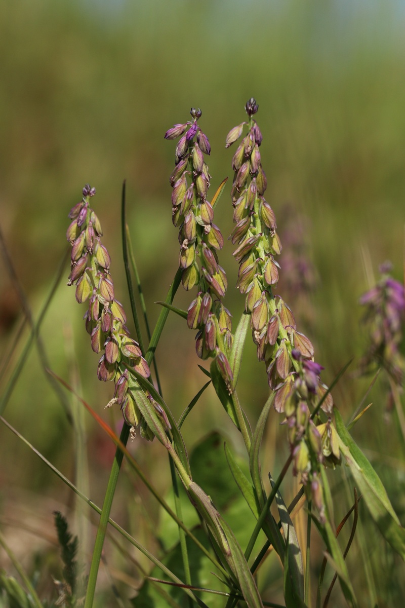 Image of Polygala comosa specimen.