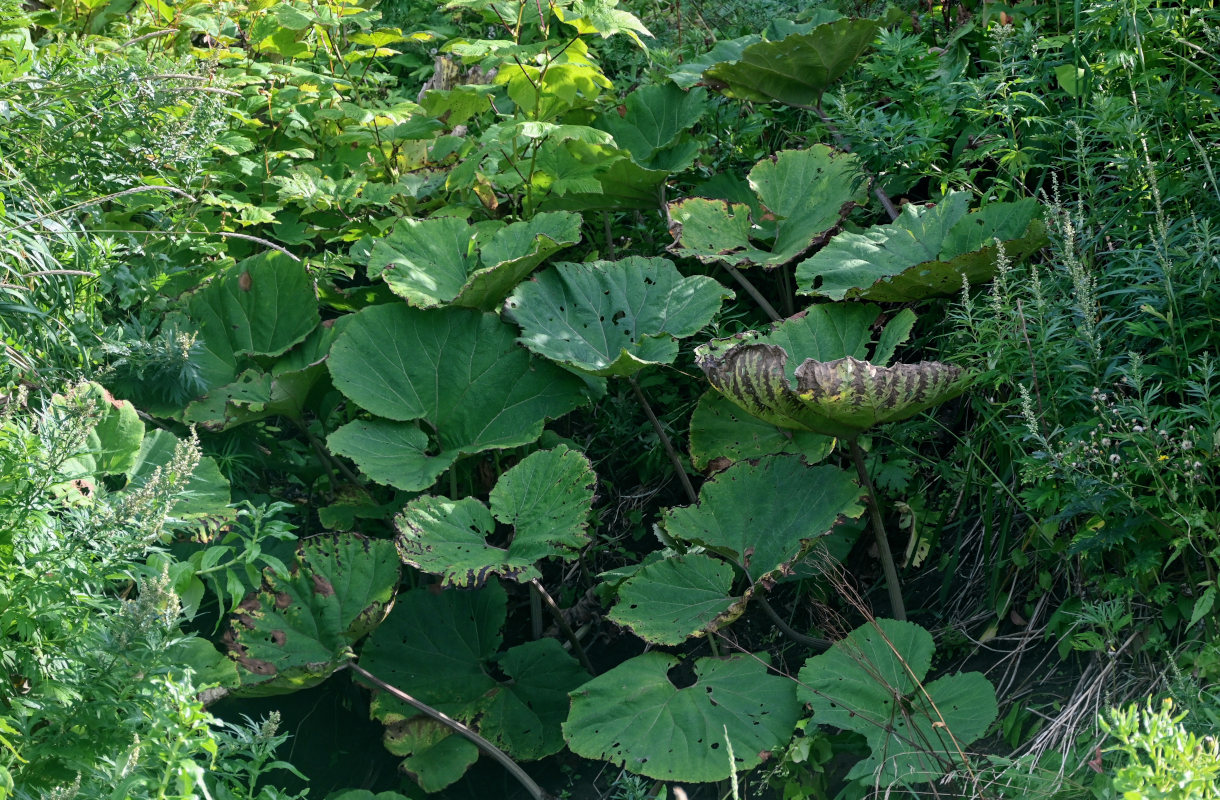 Image of Petasites amplus specimen.