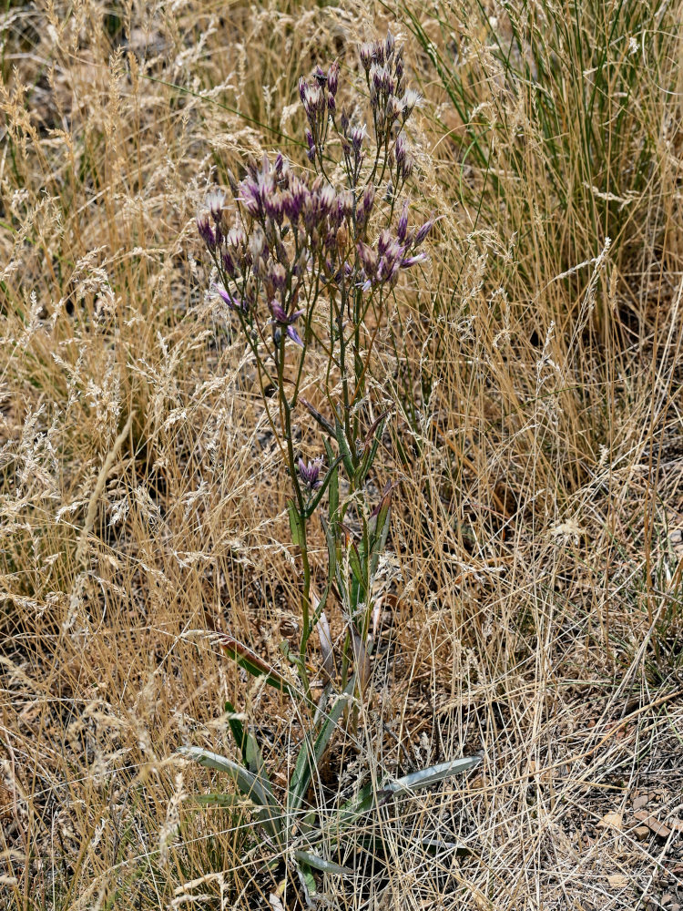 Image of Jurinea multiflora specimen.