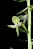 Platanthera × hybrida. Цветок. Краснодарский край, г/о. Сочи, Адлерский р-н, окр. с. Хлебороб, выс. ок. 240 м н.у.м., зарастающий лианами и ежевикой погибший самшитовый лес. 25 мая 2023 г.