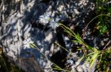 Dianthus hoeltzeri