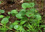 Ranunculus cassubicus