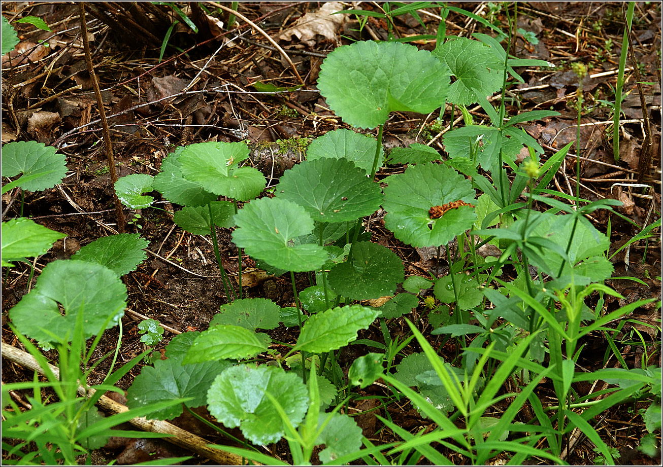 Изображение особи Ranunculus cassubicus.