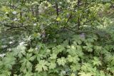 Aconitum septentrionale. Цветущие растения под липой. Челябинская обл., Златоустовский гор. округ, национальный парк \"Таганай\", приют «Белый ключ», лес. 7 июля 2023 г.
