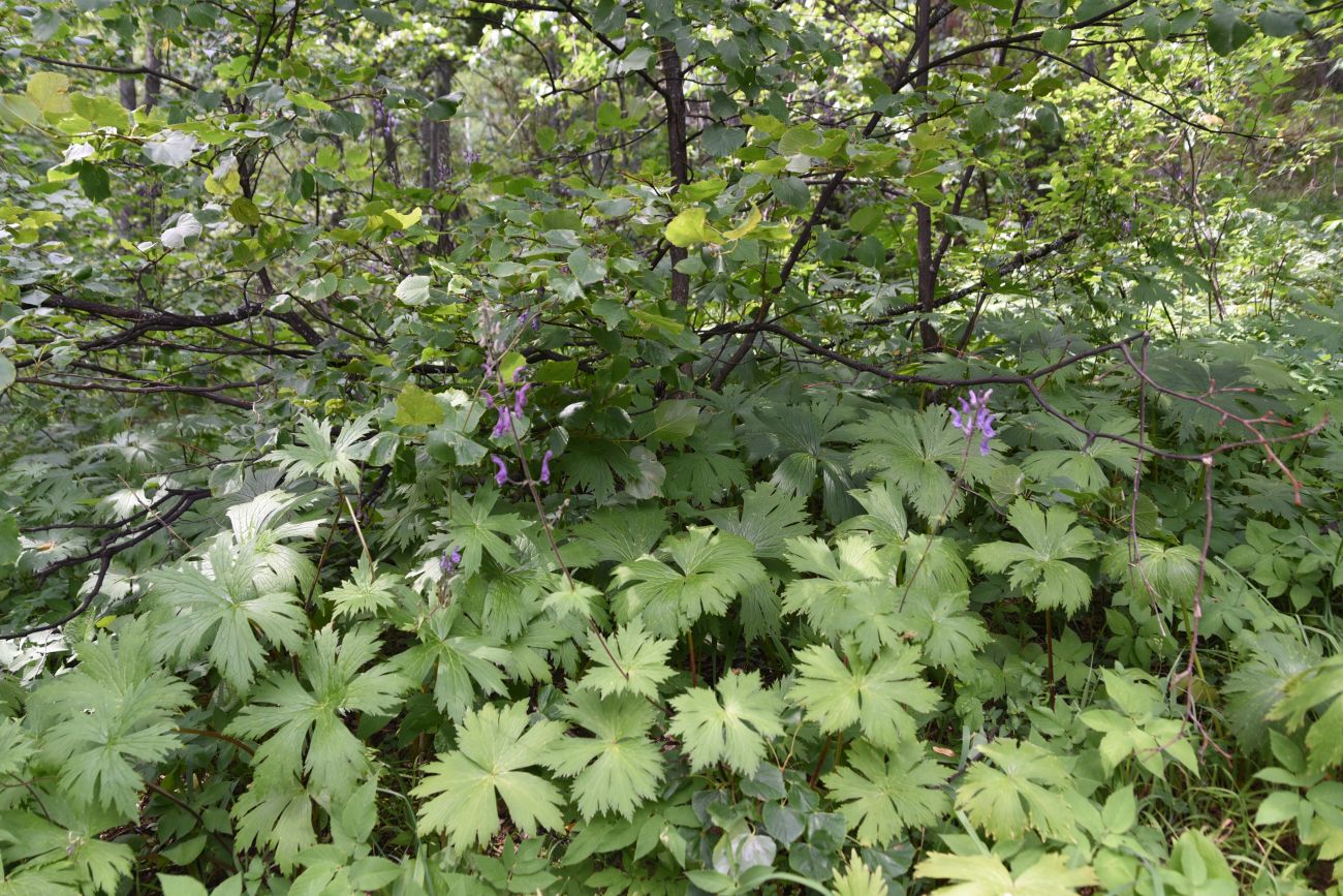 Изображение особи Aconitum septentrionale.
