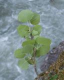 Populus tremula