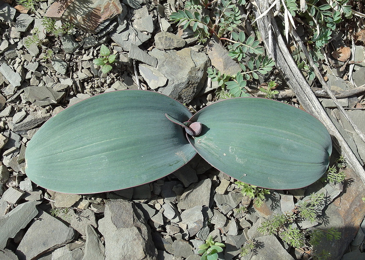 Image of Allium karataviense specimen.