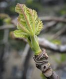 Ficus carica