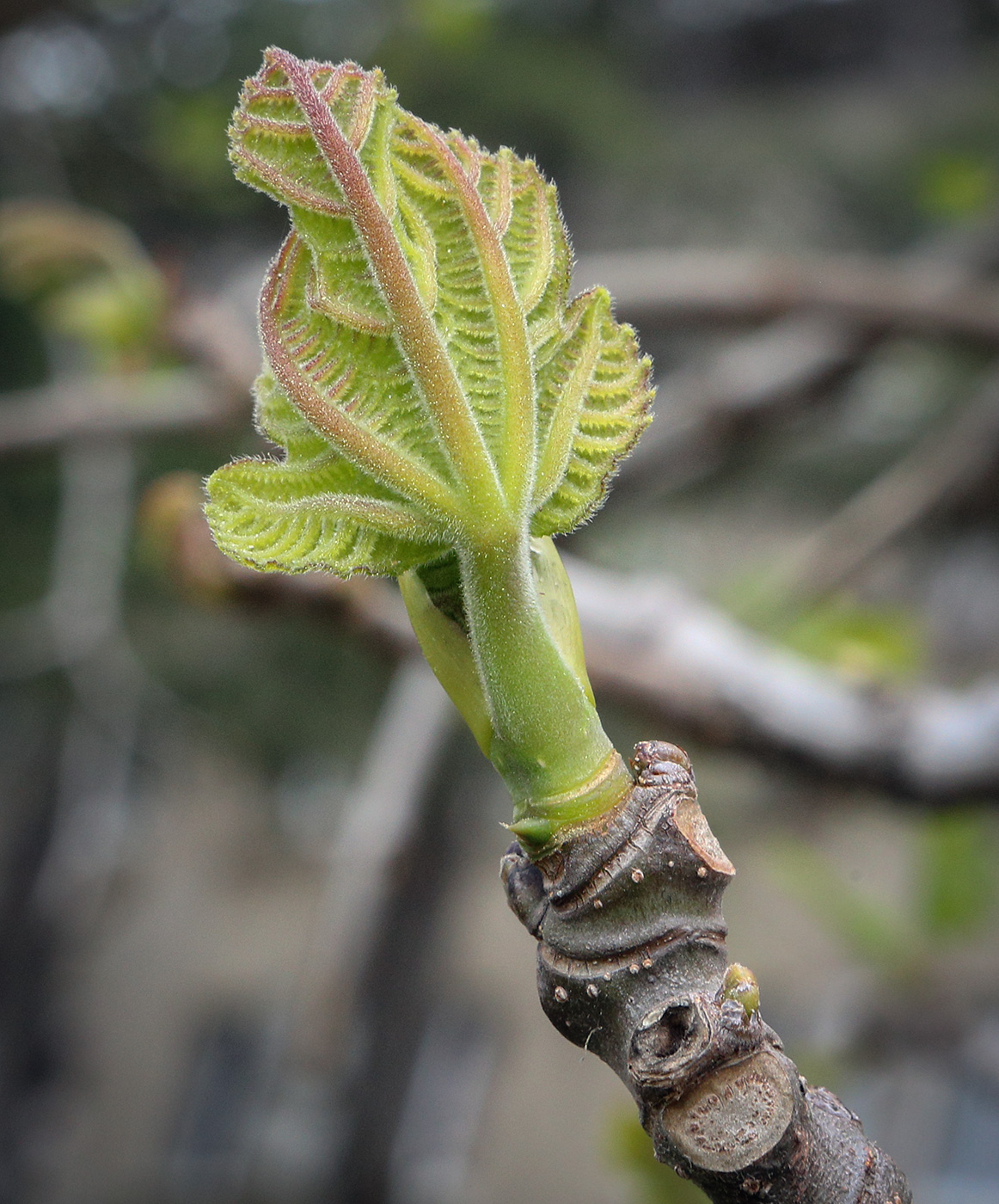 Изображение особи Ficus carica.