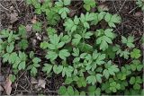 Adoxa moschatellina. Листья (в смеси с листьями Oxalis acetosella). Московская обл., Раменский р-н, окр. ж.-д. платформы Хрипань, смешанный лес у ЛЭП. 15.05.2024.