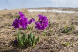 Primula amoena