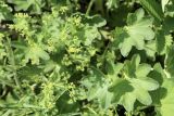 Alchemilla micans
