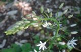 Ornithogalum arcuatum. Соцветие. Краснодарский край, м/о г. Новороссийск, гора Лысая-Новороссийская, буковый лес. 01.06.2024.
