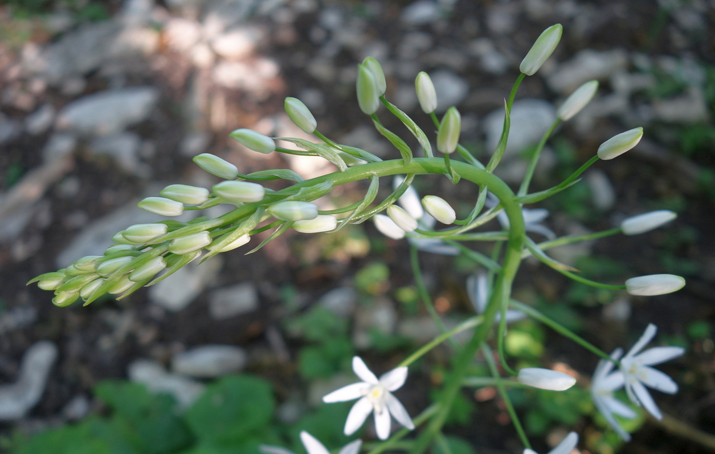 Изображение особи Ornithogalum arcuatum.