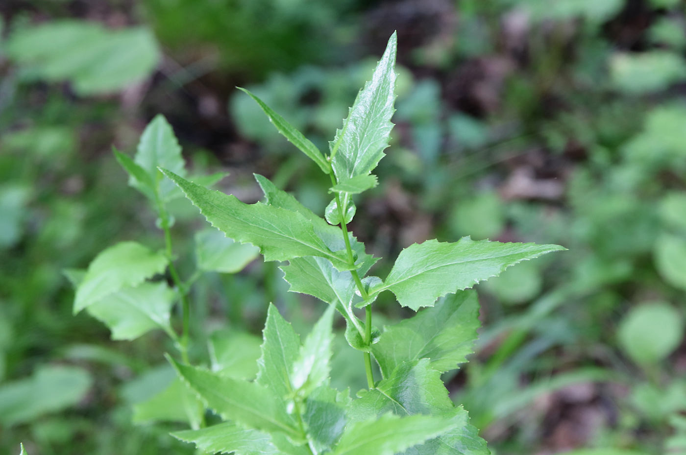 Image of Caucasalia parviflora specimen.