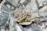 Orostachys malacophylla