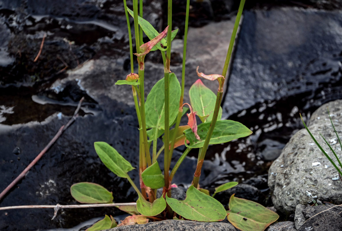 Image of Rumex lapponicus specimen.