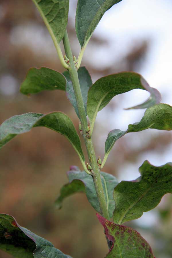Image of Euonymus europaeus specimen.