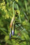 Iris sibirica