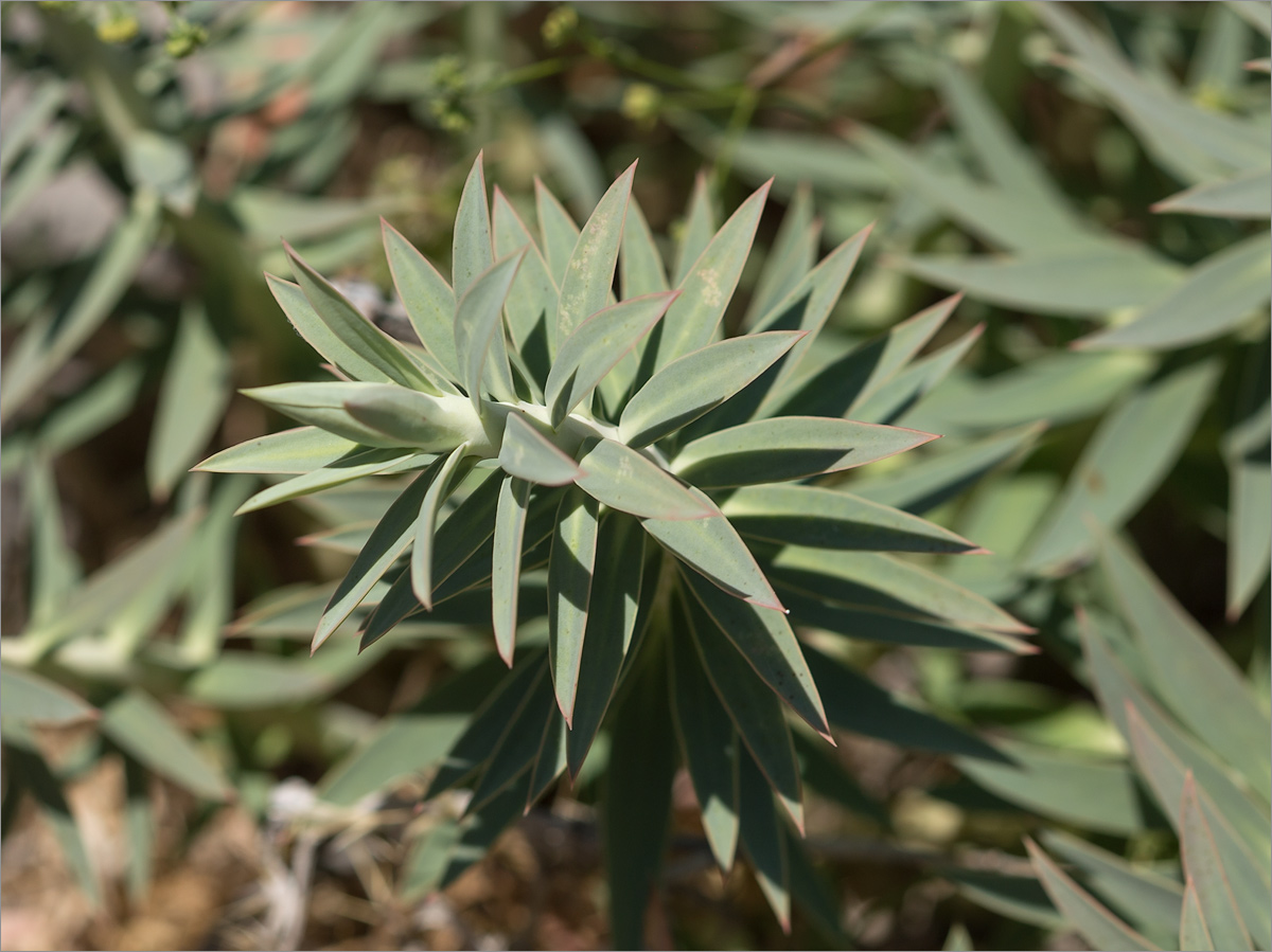 Image of Euphorbia rigida specimen.