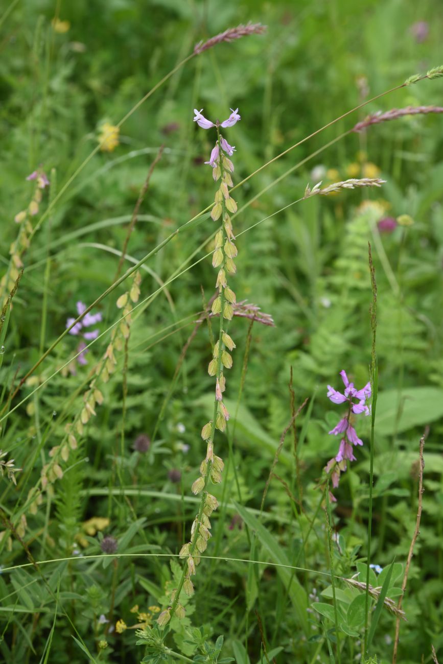 Изображение особи Polygala major.
