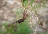 Carex supina