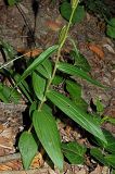 Epipactis helleborine. Нижняя часть плодоносящего растения. Краснодарский край, Адлерский р-н, Краснополянский поселковый округ, горнолыжный курорт \"Роза Хутор\", экотропа, широколиственный лес. 10.09.2023.