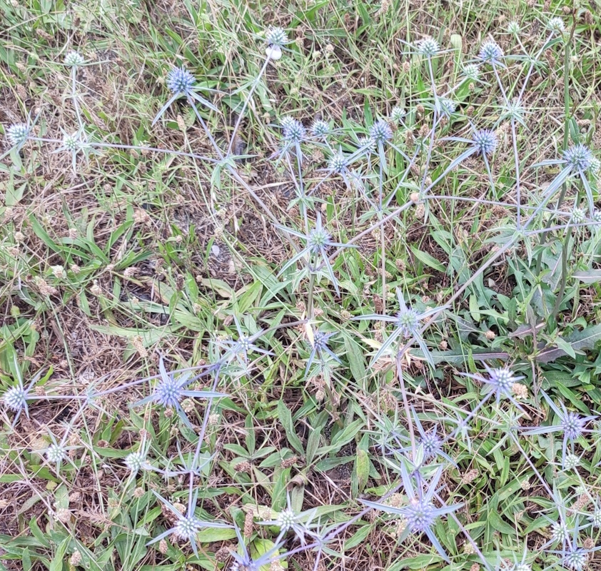 Image of Eryngium amethystinum specimen.