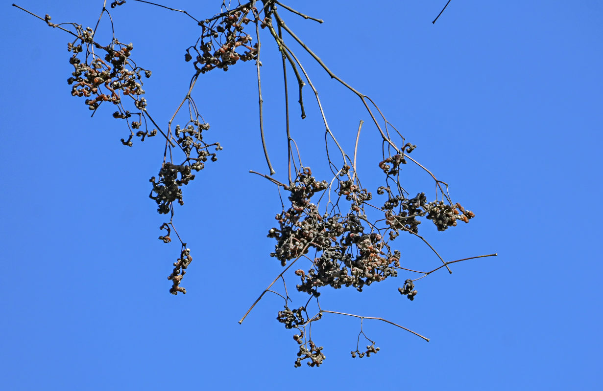 Image of Hovenia dulcis specimen.
