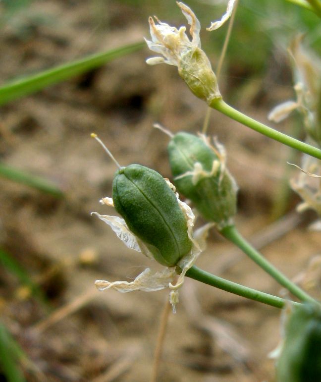 Image of Ornithogalum amphibolum specimen.